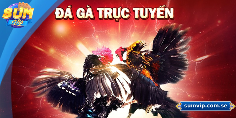 Sumvip ⭐️ Link vào SUMVIP.COM Không Chặn Mới Nhất 2025 28 Sảnh đá gà trực tuyến cung cấp dịch vụ cá cược tại các giải đấu uy tín hàng đầu